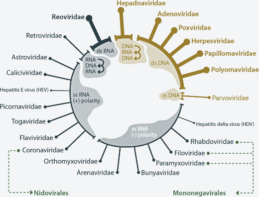 Human papillomavirus taxonomy